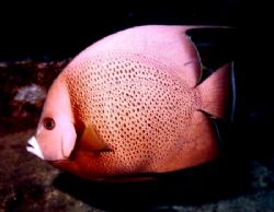 French Angel - Roatan Honduras - Reefmaster FILM camera -... by Tiffany Pacileo 